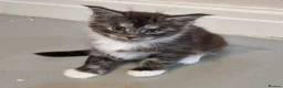 Maine Coon cats for sale: Pedigree XXL mainecoon kittens  - Advert 16