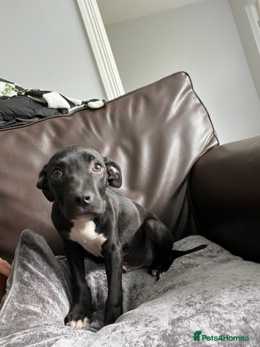 Mixed Breed dogs for sale: Staffy pups - Advert 12