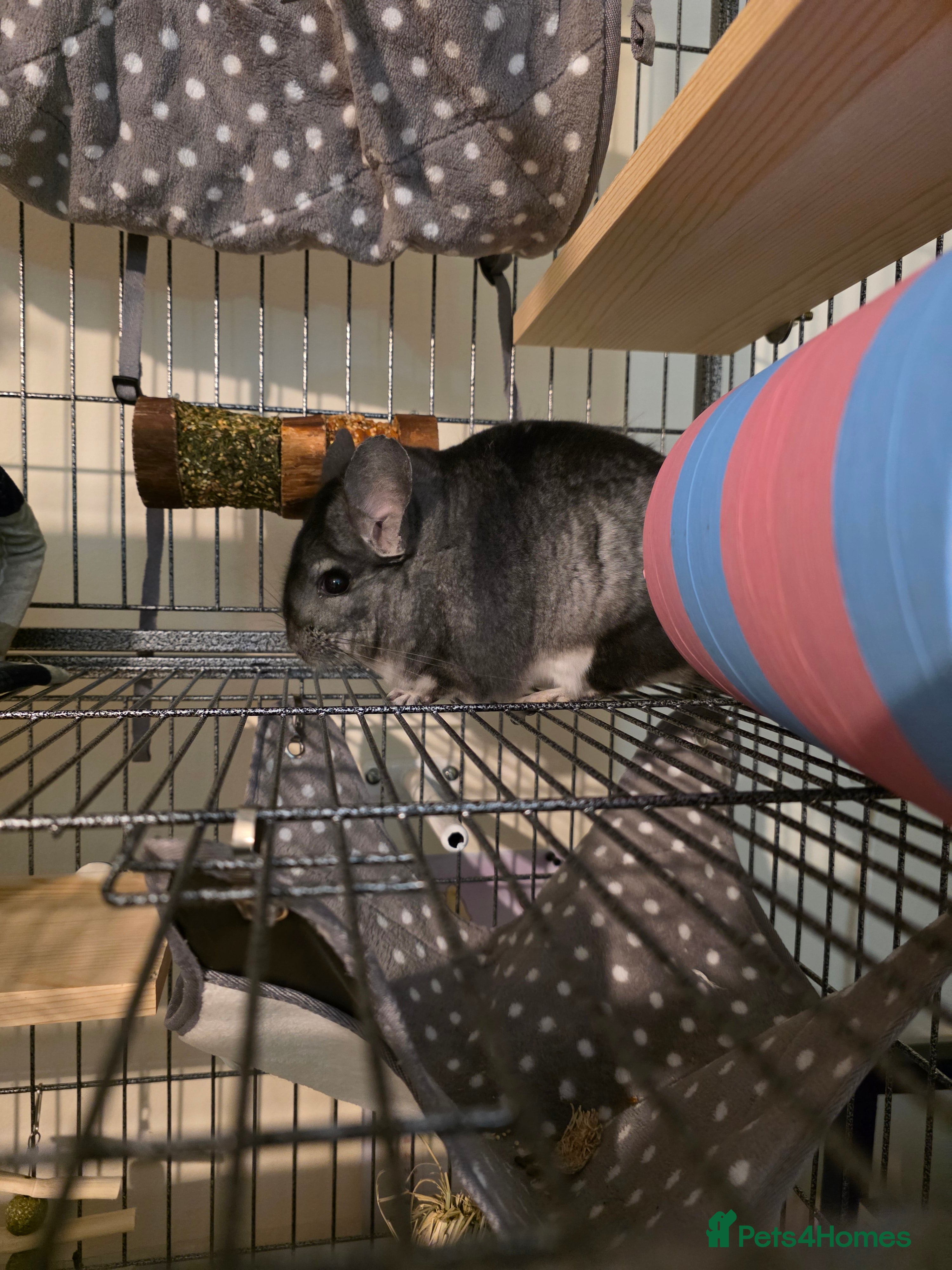 Chinchilla rodents Male chinchilla - Advert 1