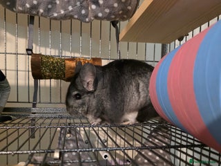 Chinchilla rodents Male chinchilla - Advert 1