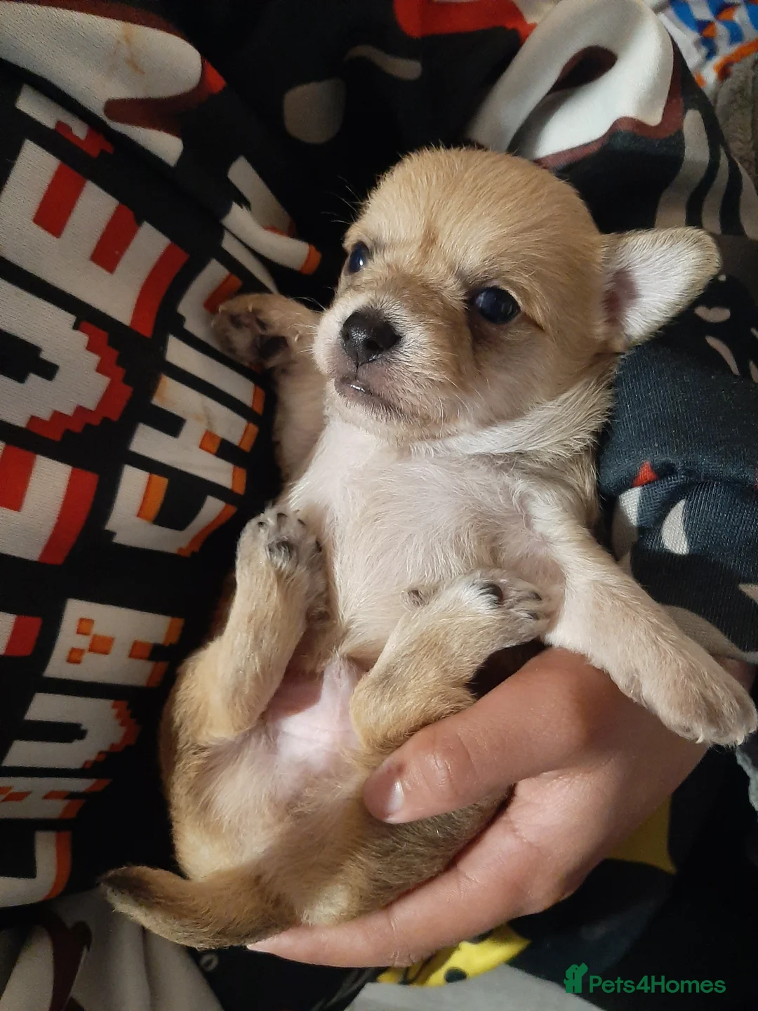 Mixed Breed dogs for sale: £650. Male chihuahua x - Advert 13
