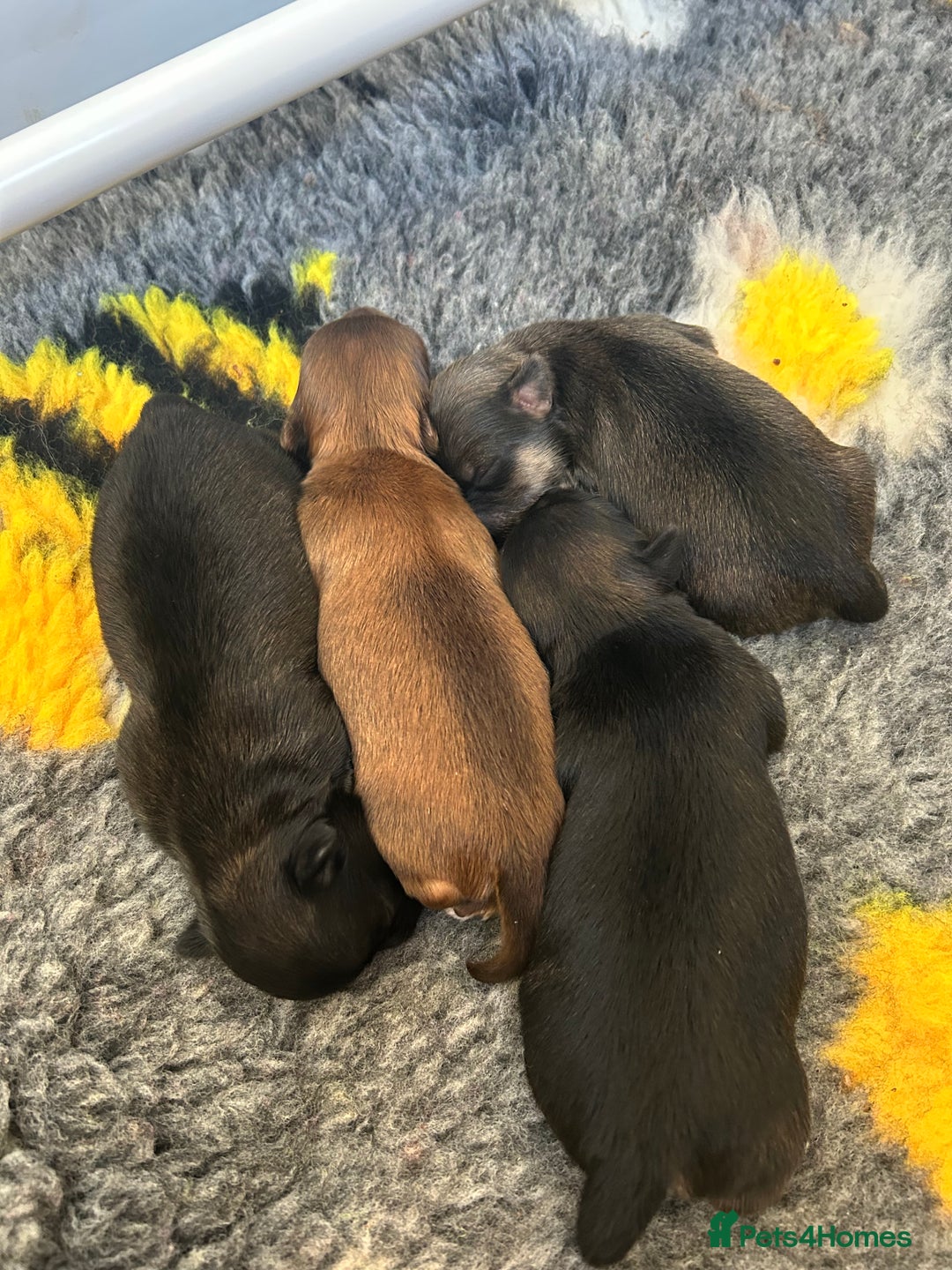 Chihuahua dogs for sale: Puppies  - Image 3