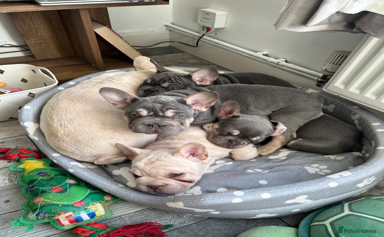 French Bulldog dogs - Advert 2