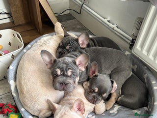 French Bulldog dogs - Advert 6