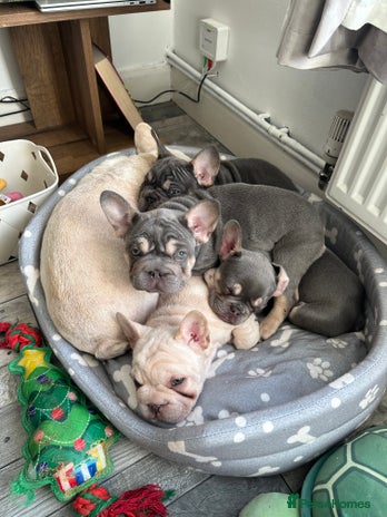 French Bulldog dogs - Advert 2