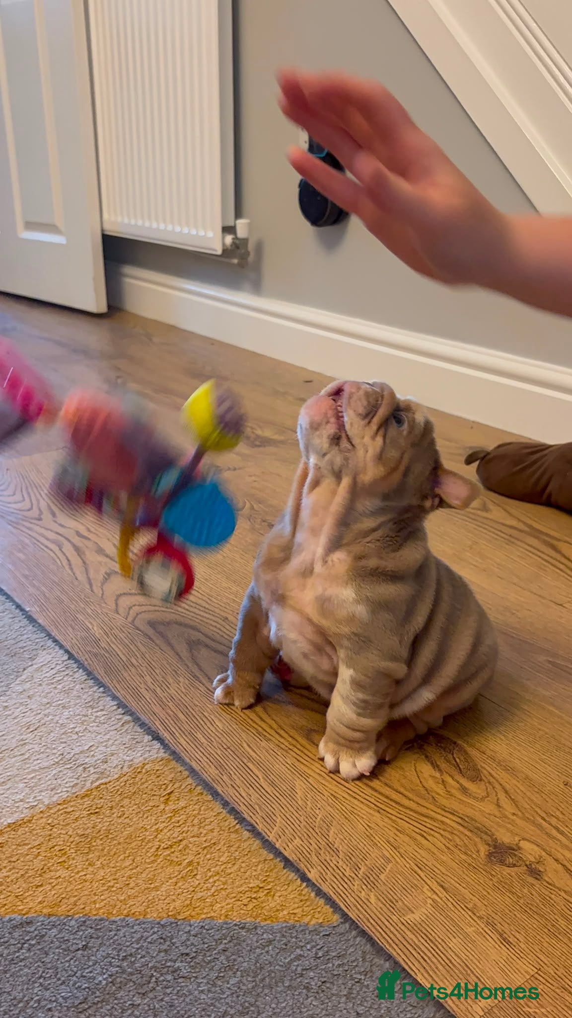 English Bulldog dogs 5 Generation 7 week old  chunky British  bulldogs  - Advert 2