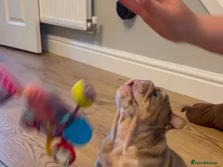 English Bulldog dogs 5 Generation 7 week old chunky British bulldogs - Advert 2