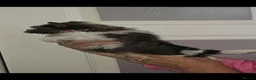 Yorkshire Terrier dogs for sale: Yorkshire terriers looking for their forever home  - Advert 16