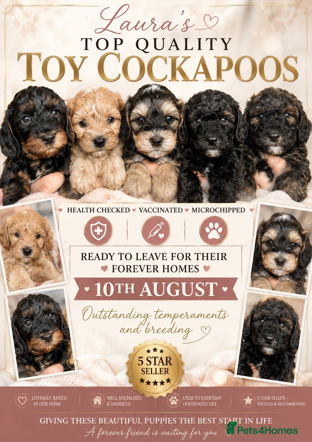 Mixed Breed dogs Toy poodle Cockapoos Top quality  - Advert 8