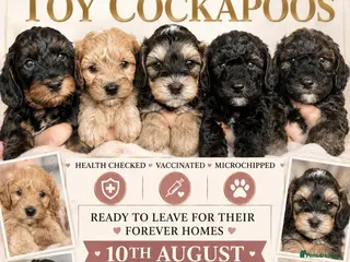 Mixed Breed dogs Toy poodle Cockapoos Top quality - Advert 18
