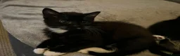 Domestic Shorthair cats for sale: Litter of 7 Ready for new homes 🥺 💖 in West Drayton - Advert 4
