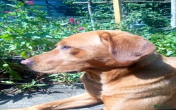 Labrador Retriever dogs for stud: Labrador retriever at Stud  in Blaydon-on-Tyne - Image 8