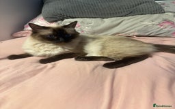 Ragdoll cats for sale: 1x Female 1 x Male Ragdoll cats aged 20 months - Image 2
