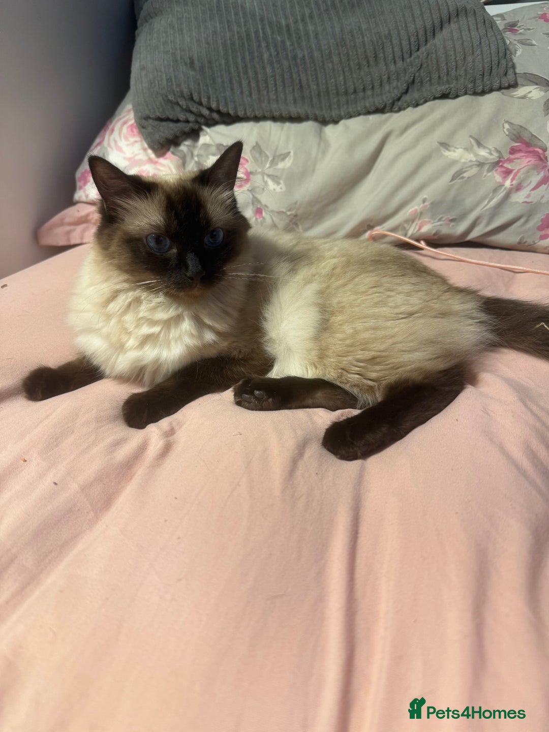 Ragdoll cats for sale: 1x Female 1 x Male Ragdoll cats aged 20 months - Image 2