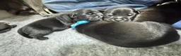 Staffordshire Bull Terrier dogs for sale: KC Staffordshire bull terrier pups for sale  - Advert 22