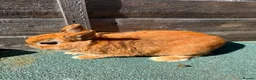 Giant Papillon rabbits for sale: continental giant , minilop , netherland draft - Advert 34