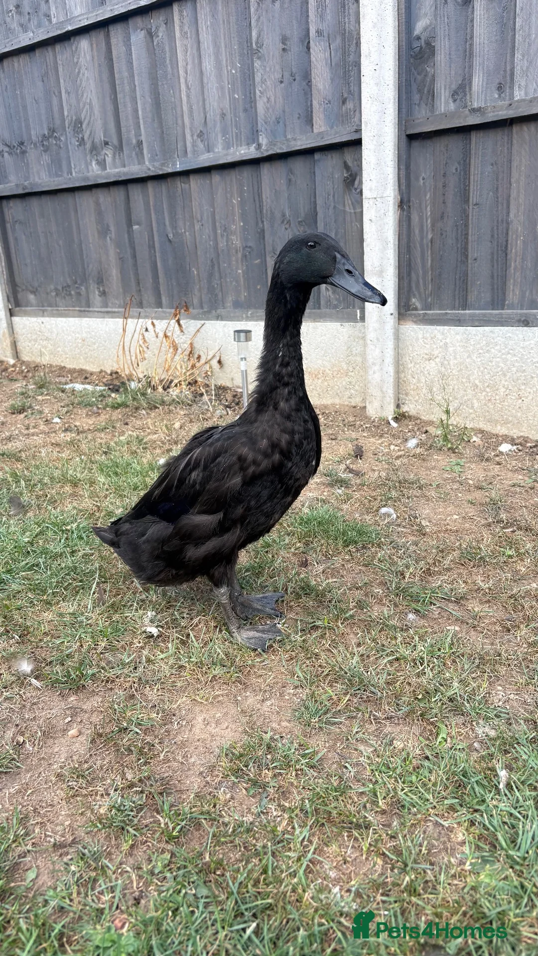 Ducks poultry for sale: 2 x female Cayuga x Indian runner ducks in Rugby - Advert 4