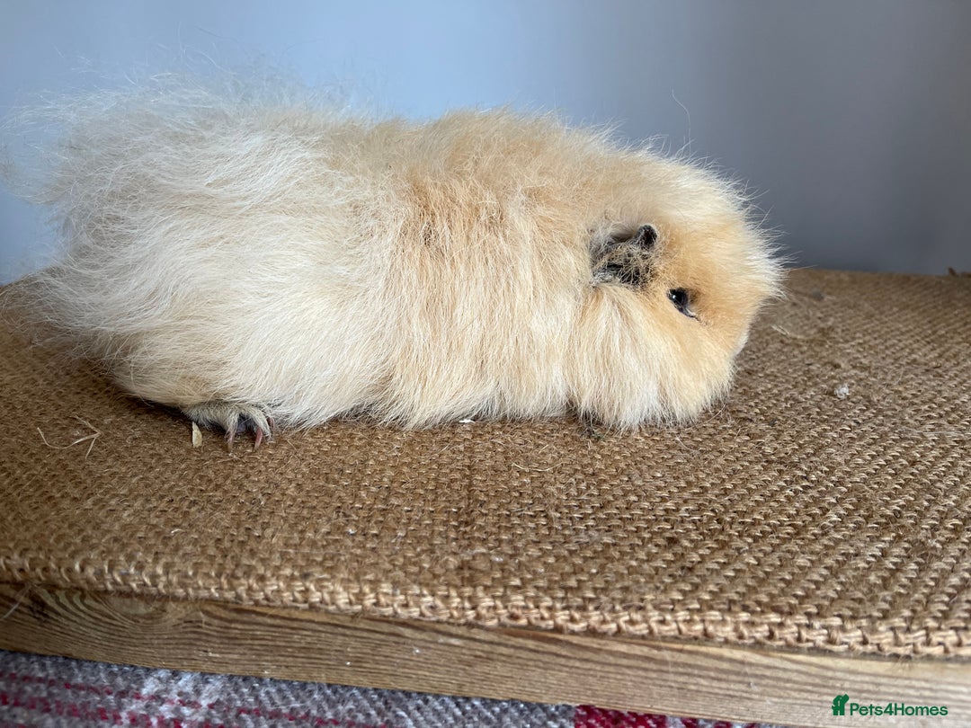 Guinea Pig rodents for sale: Swiss Guineapigs  - Image 4