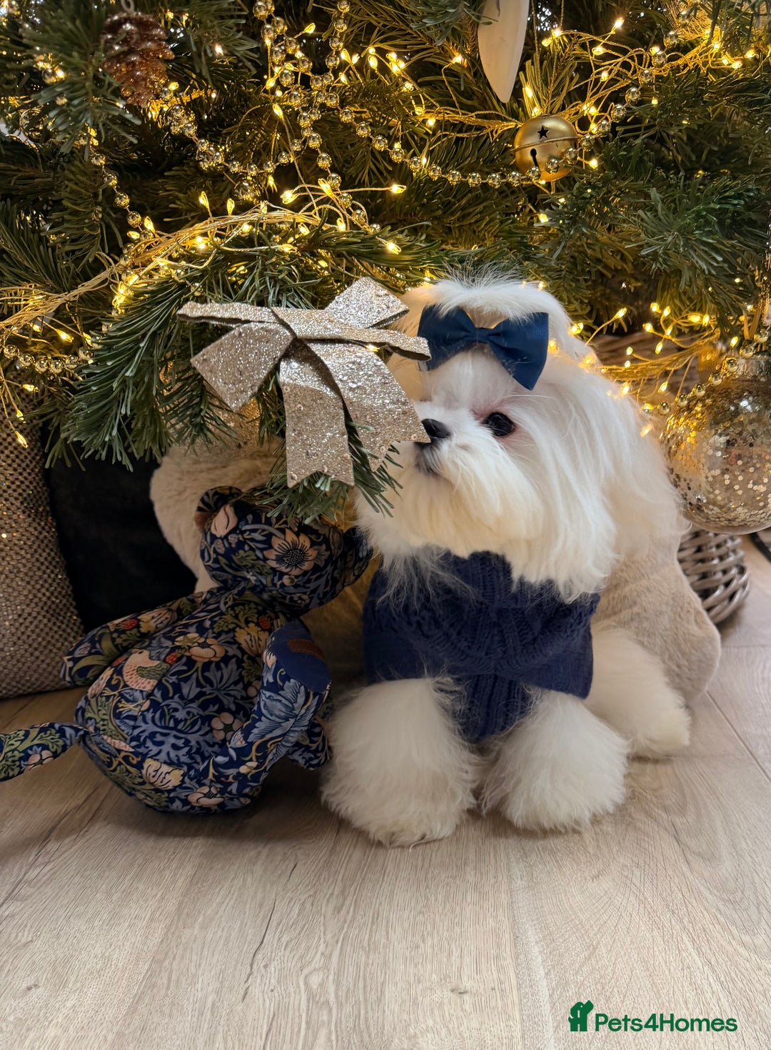 Maltese dogs for sale: Beautiful 6 month old Maltese Puppy Ready Now - Advert 15