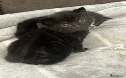 British Shorthair cats for sale: British shorthair/ tuexedo kittens  - Image 23