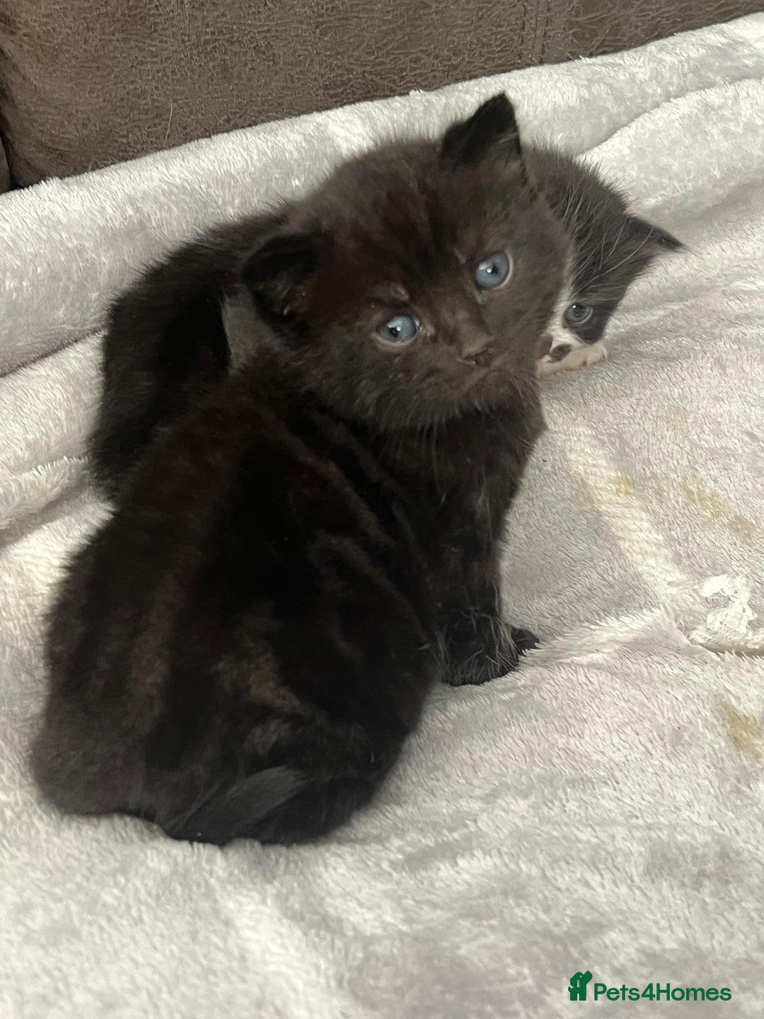 British Shorthair cats for sale: British shorthair/ tuexedo kittens  - Image 23