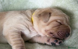 Labrador Retriever dogs for sale: Labrador pups service quality assured - Image 15