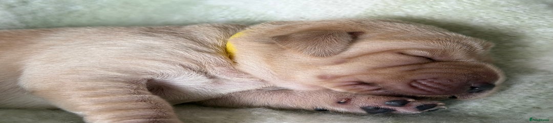 Labrador Retriever yellow