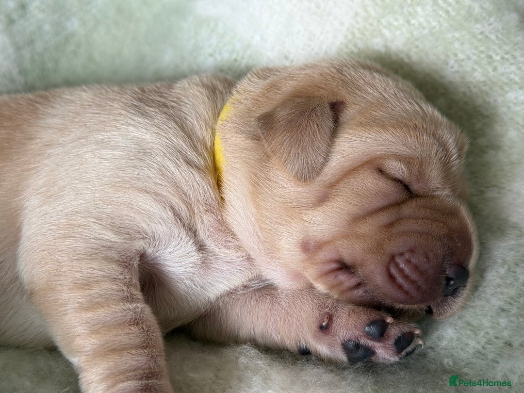 Labrador Retriever dogs for sale: Labrador pups service quality assured - Image 15