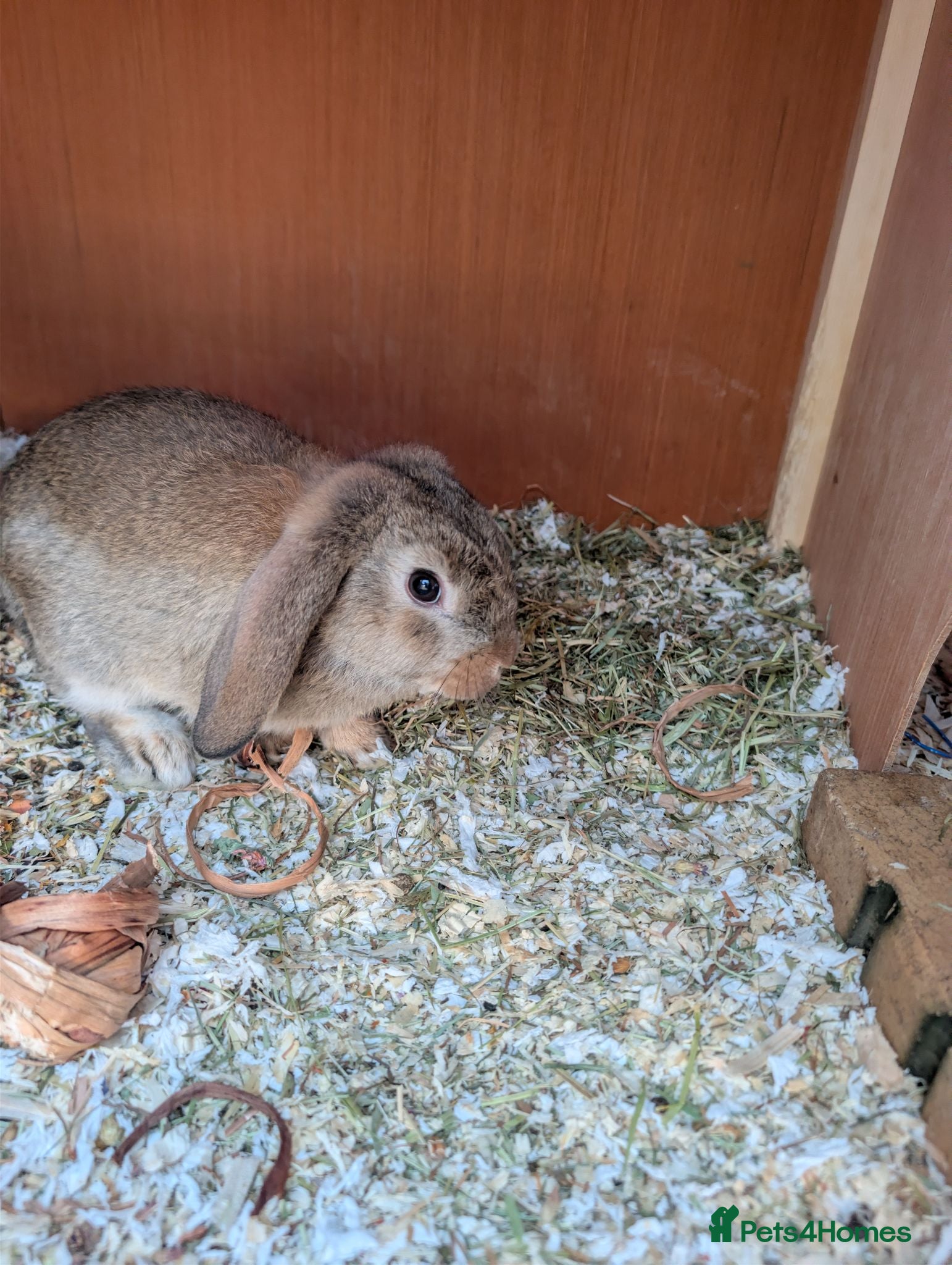 Mini Lop rabbits Mini Lop Rabbits - Advert 11