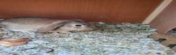 Mini Lop rabbits for sale: Mini Lop Rabbits - Advert 3