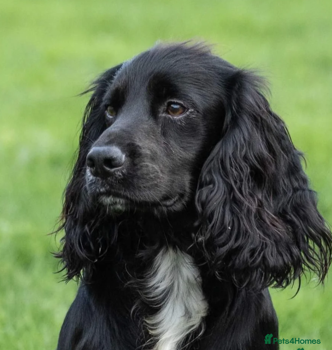 Cocker Spaniel dogs for sale: KC Registered Cocker Spaniel Puppies in Canterbury - Image 17