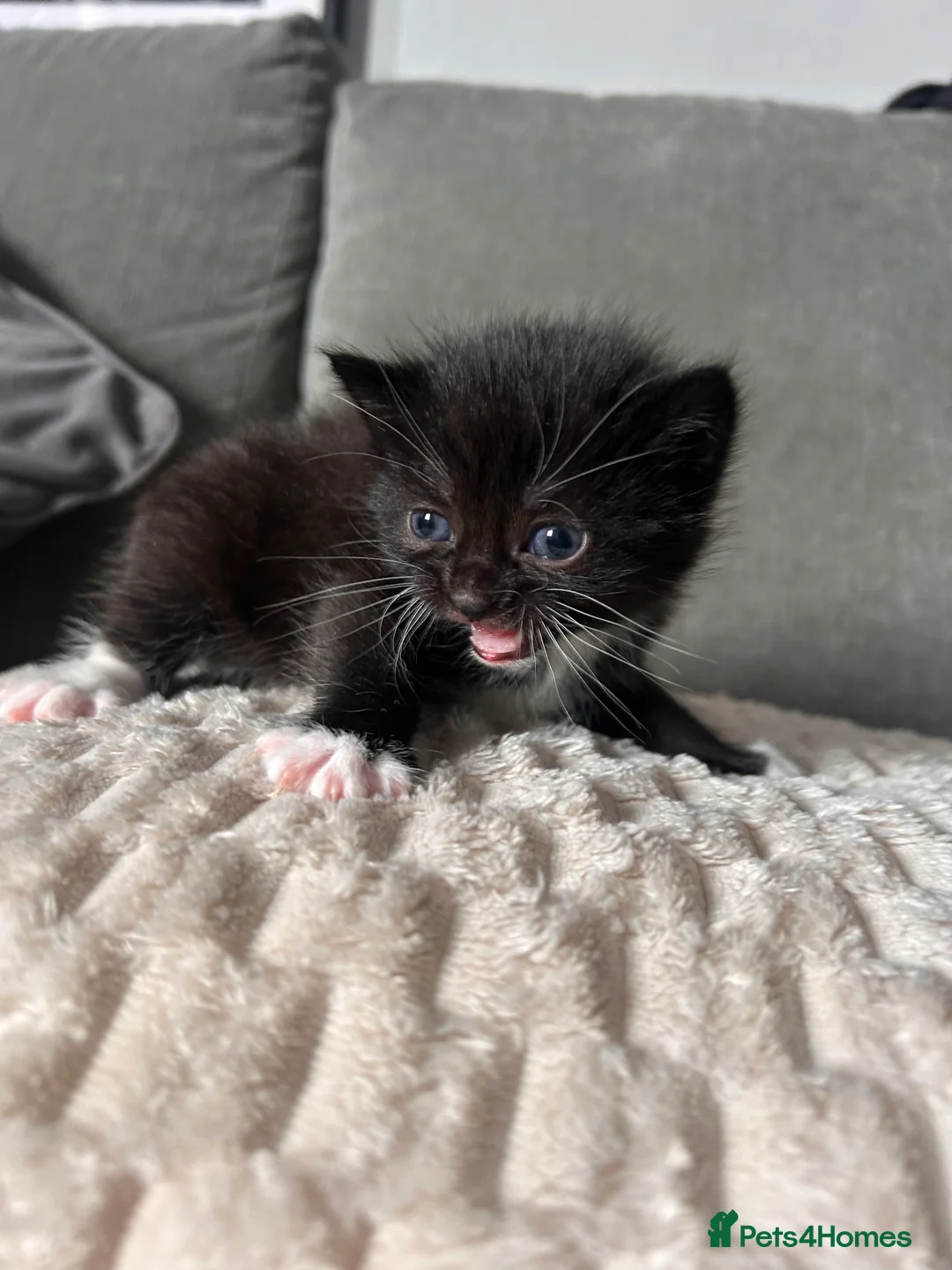 Mixed Breed cats for sale: 2 kittens for sale  - Advert 9