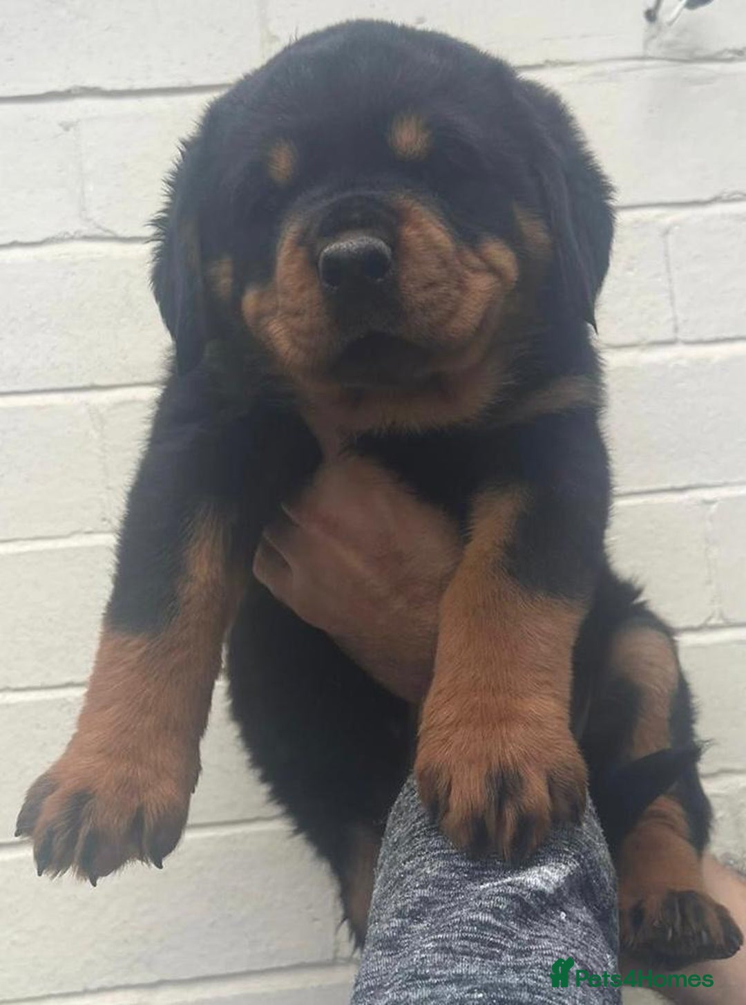 Rottweiler dogs for sale: Quality Rottweiler puppies - Image 7