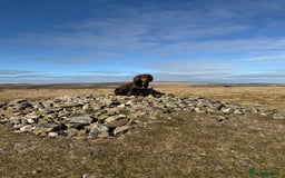 Cocker Spaniel dogs for stud: Working Cocker spaniel at stud - Advert 3