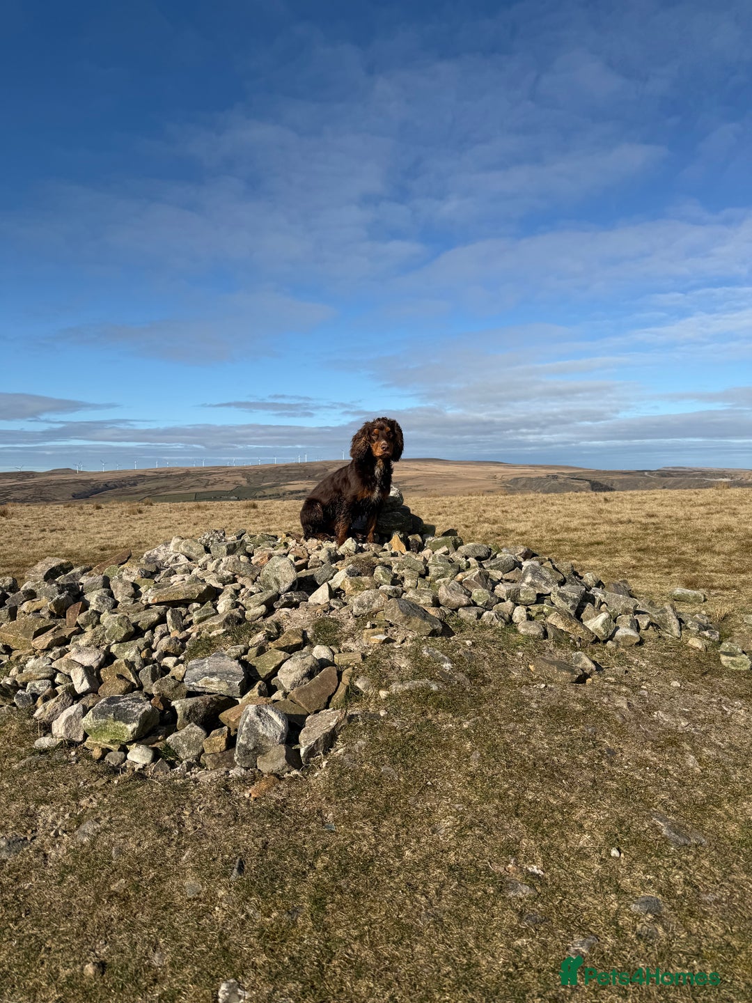 Cocker Spaniel dogs for stud: Working Cocker spaniel at stud - Advert 3