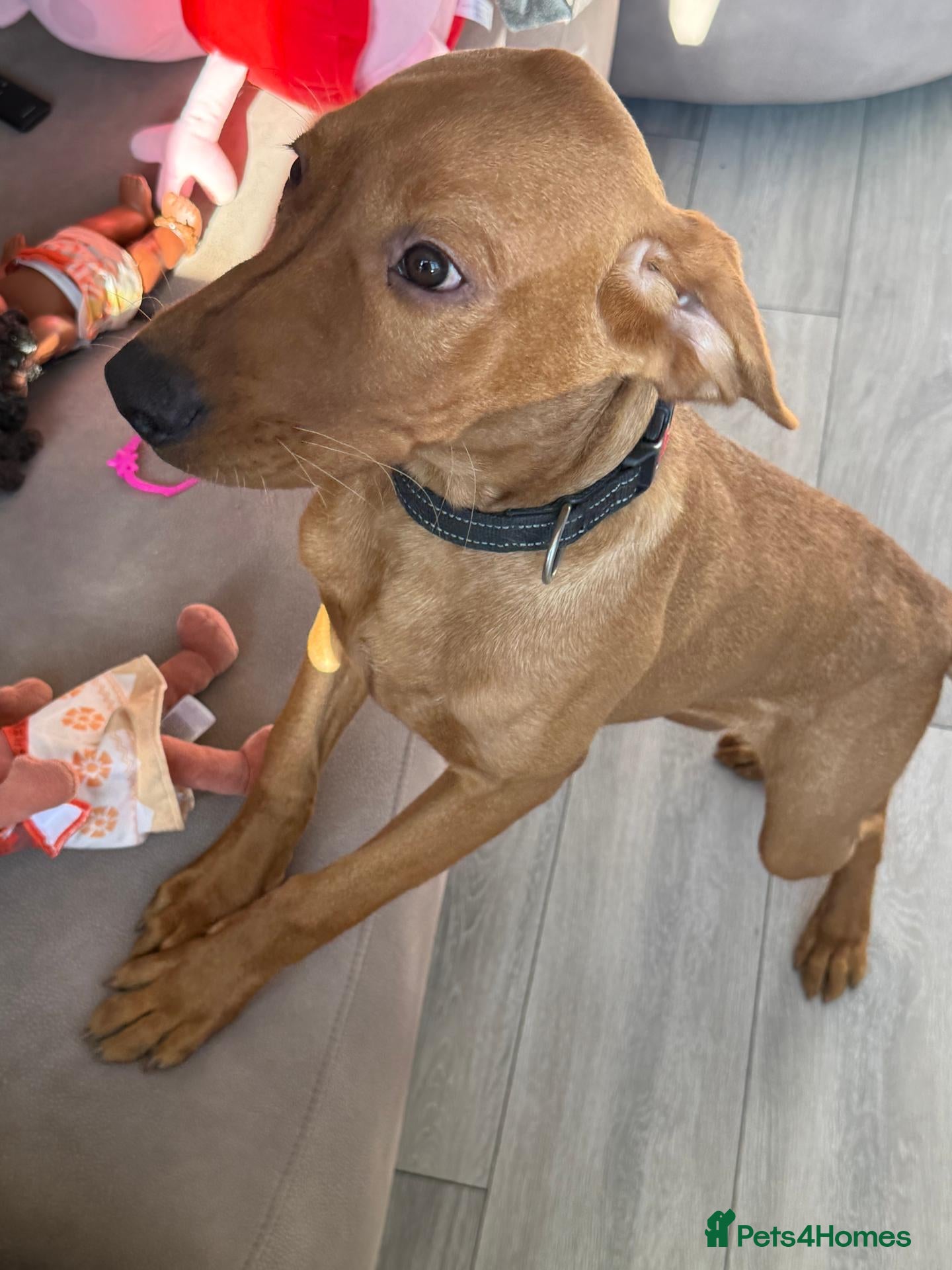 Labrador Retriever dogs 6 Month KC Registered Fox Red Working Labrador - Advert 1