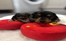 Miniature Dachshund dogs for sale: Miniature dachshund  - Advert 8