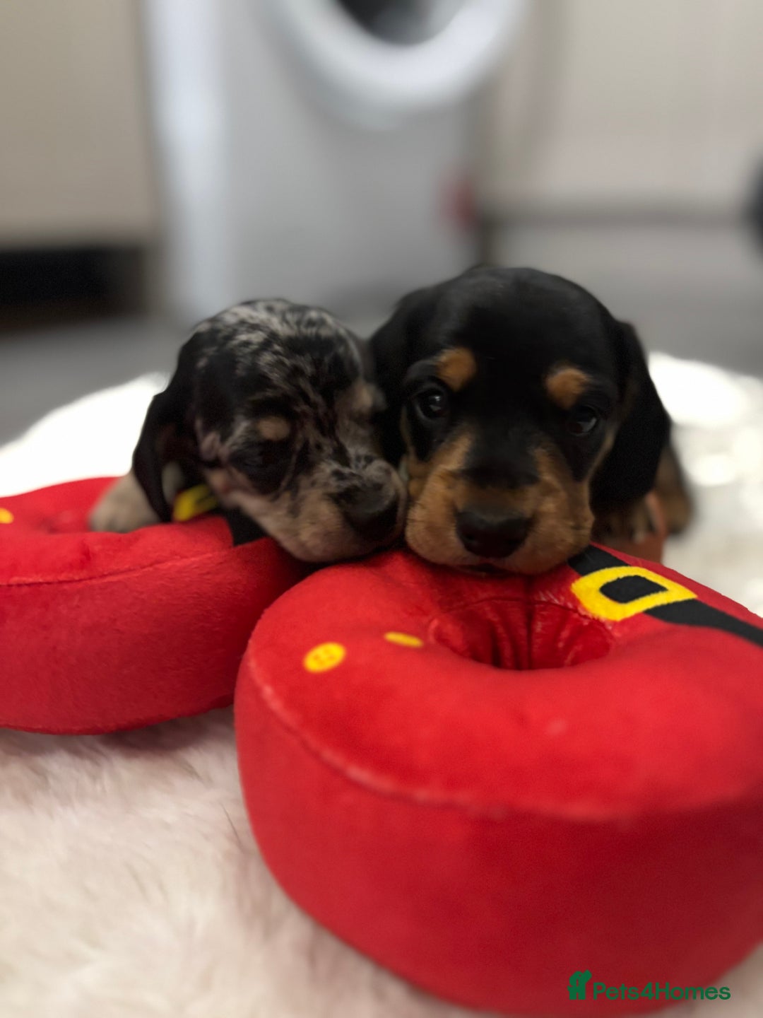 Miniature Dachshund dogs for sale: Miniature dachshund  - Advert 8