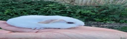 Guinea Pig rodents for sale: White 5 weeks  in Canterbury - Advert 1