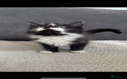 Mixed Breed cats for sale: Beautiful Mixed Breed Kitten  - Image 8