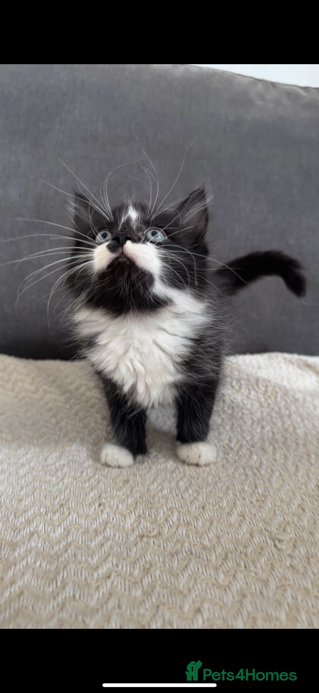Mixed Breed cats for sale: Beautiful Mixed Breed Kitten  - Image 8