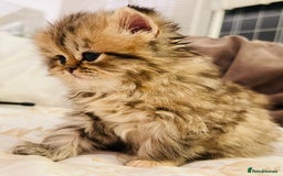 Persian cats for sale: Pure Persian golden kitten ( Persian ) in Isleworth - Image 7