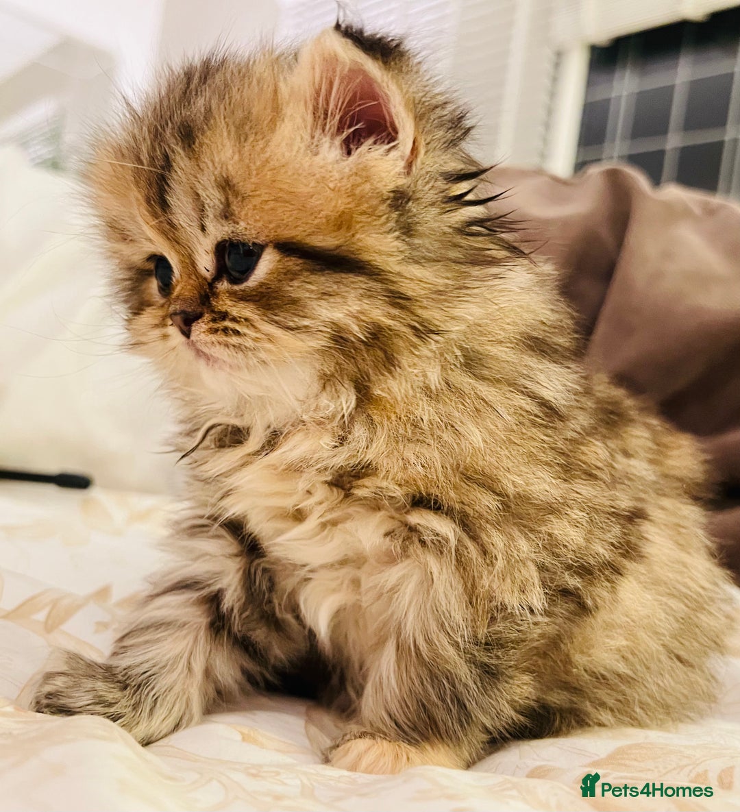 Persian cats for sale: Pure Persian golden kitten ( Persian ) in Isleworth - Image 7
