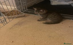 Mixed Breed cats for sale: 5 Kitties  - Image 10