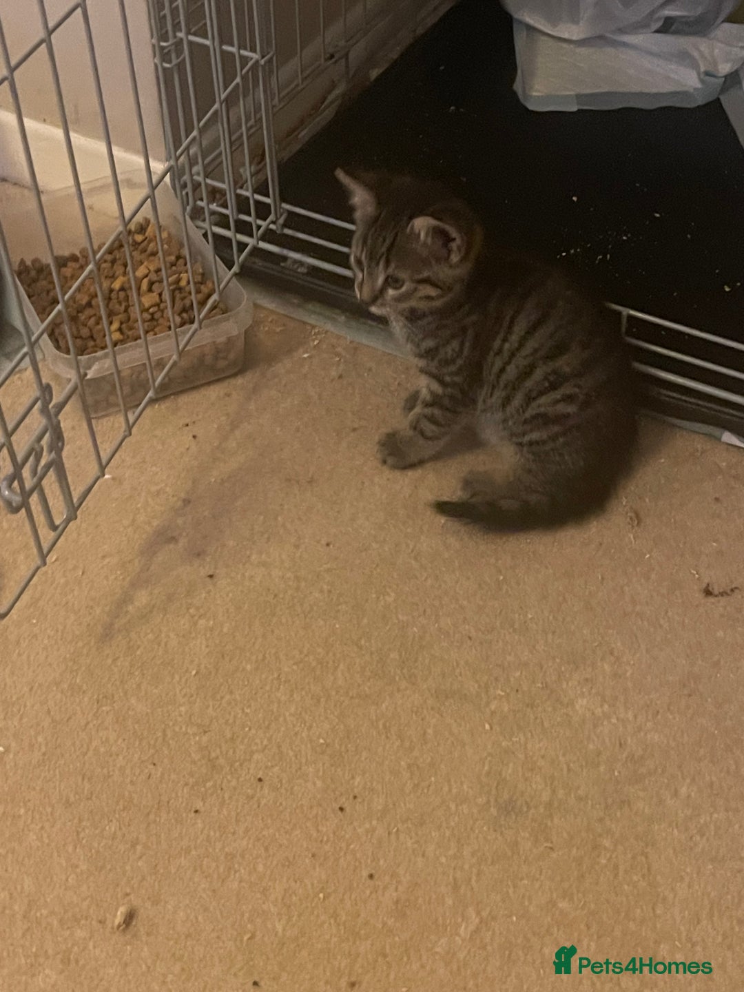 Mixed Breed cats for sale: 5 Kitties  - Image 10