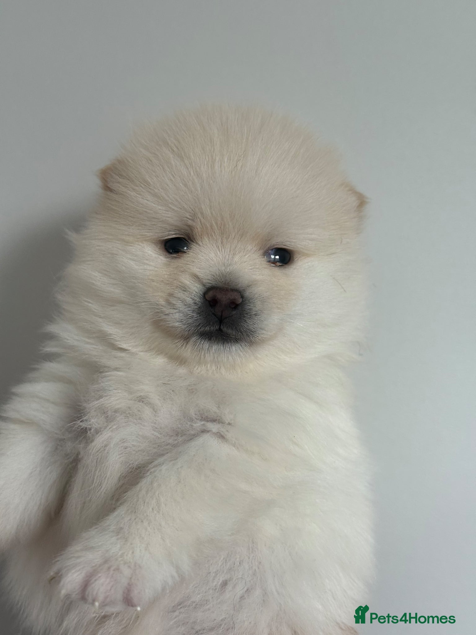 Pomsky dogs Stunning F1B Pomsky Girls - Advert 1