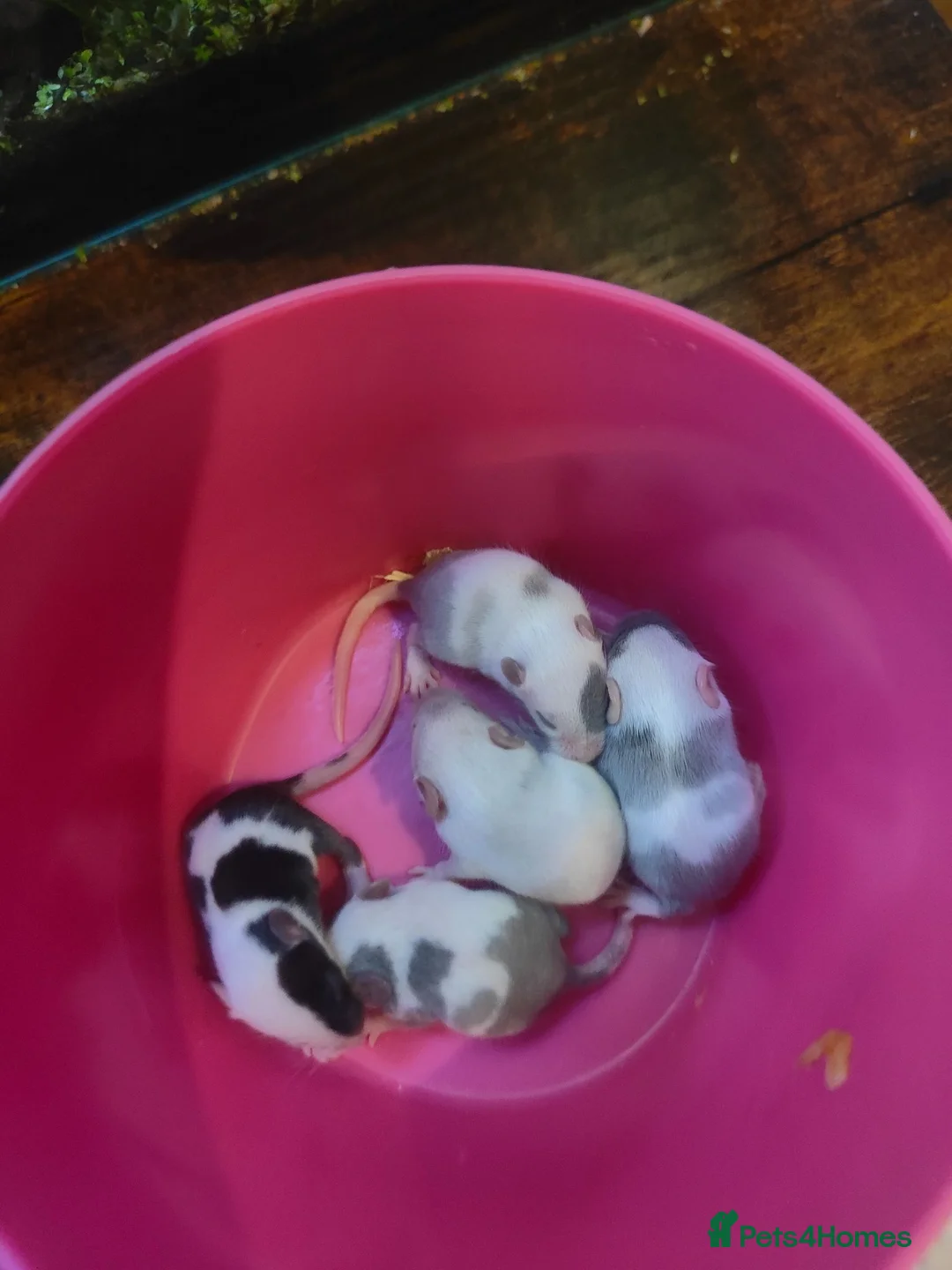 Mouse rodents for sale: fancy mice  - Advert 2