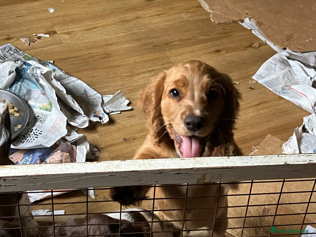 Cocker Spaniel dogs for sale: Cracking working cocker puppy - Image 4