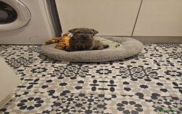 Mixed Breed dogs for sale: Cane corso x shar pei  - Image 4