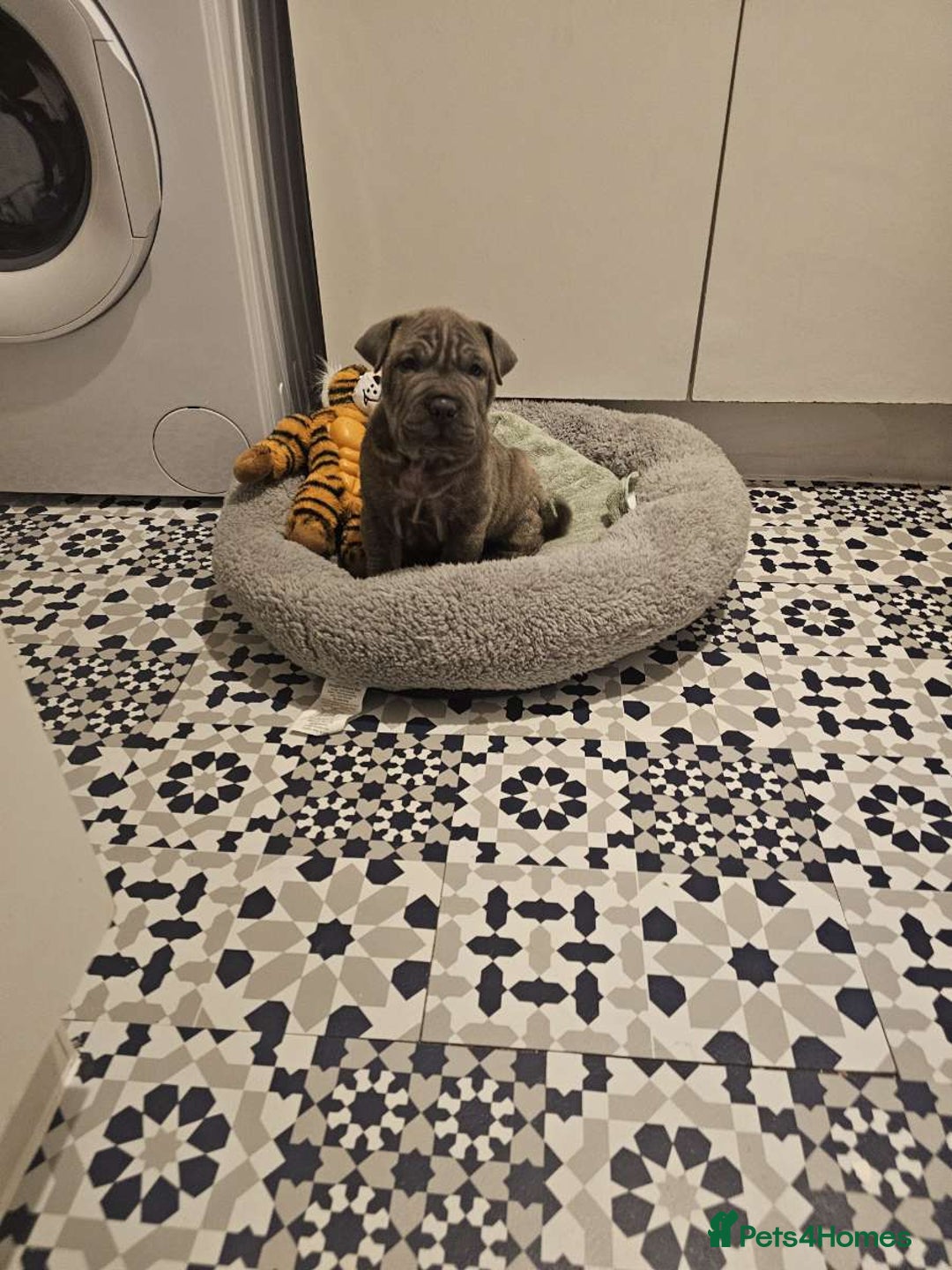 Mixed Breed dogs for sale: Cane corso x shar pei  - Image 4